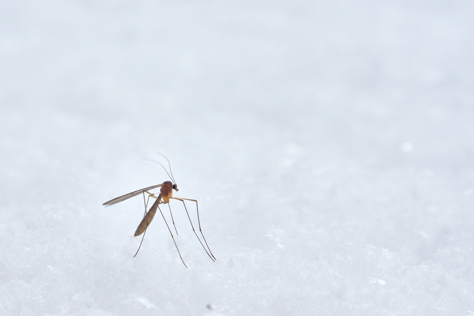 How Do Mosquito Zappers Work?